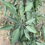 Nicotiana glauca Blad