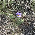 Machaeranthera tanacetifolia Elinympäristö