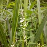 Polygala paniculata Лист