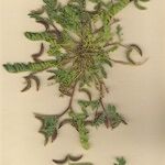 Astragalus longidentatus Хабит