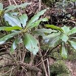 Frangula azorica 葉