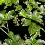 Psychotria biaristata Frutto