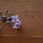 Solanum seaforthianum Λουλούδι