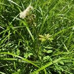 Angelica lucida Flors