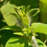 Tithonia tubaeformis Anders