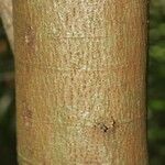Annona foetida Corteza