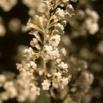 Poranopsis paniculata Fiore