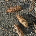 Pseudotsuga menziesii ഫലം