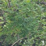 Diphysa americana ᱥᱟᱠᱟᱢ