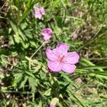 Geranium viscosissimum Flower