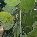 Pterospermum acerifolium Habit