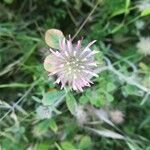 Trifolium hirtum Virág