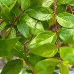 Abelia chinensis برگ