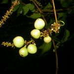 Paullinia pinnata Ffrwyth