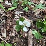 Sanguinaria canadensisKwiat