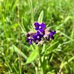 Anchusa officinalisBlodyn