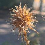 Dipsacus strigosus Frucht