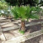 Washingtonia robusta Φύλλο