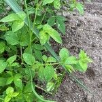 Cleome aculeata Yaprak