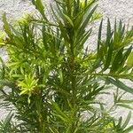 Podocarpus macrophyllus 叶