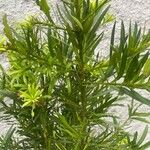 Podocarpus macrophyllus 葉