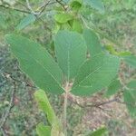 Acer maximowiczianum Лист