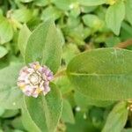 Gomphrena serrata Foglia