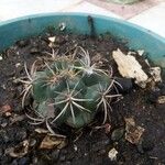 Echinocactus texensis Kvet