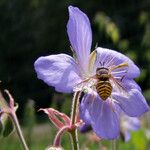 Geranium pratense Flors