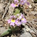 Euphrasia alpina Bloem