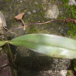 Bulbophyllum pumilum Folha