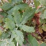 Chelidonium majus Leaf