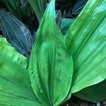 Calanthe triplicata Leaf