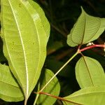 Miconia lateriflora Feuille