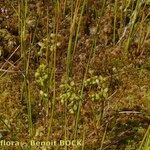 Scheuchzeria palustris Hábitos