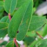 Hypericum × hidcoteense Leaf