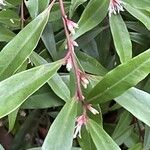 Sarcococca orientalis Vivejo