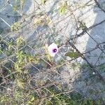 Ipomoea cairicaΛουλούδι