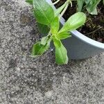 Petunia x atkinsiana Fuelha