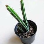Kleinia stapeliiformis Hoja