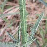 Verbena bonariensis Bark