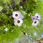 Gilia tricolor Flower