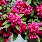Rhododendron ferrugineum Blodyn