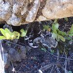 Blechnum tabulare Habit