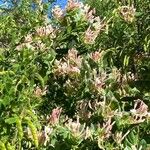 Lonicera implexaFlower