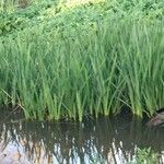 Acorus calamus Leaf