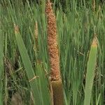 Typha latifolia 花