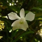 Beclardia macrostachya Blüte