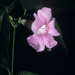 Cydista aequinoctialis Flower