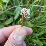 Gymnadenia frivaldii Flower